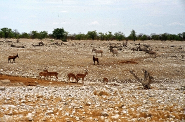 Etosha Nationalpark, Namibia